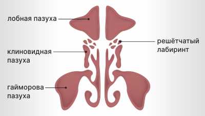 Симптомы гайморита у собак