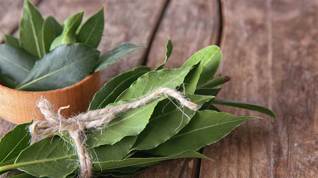 Лечение насморка лавровым листом — эффективные методы и преимущества