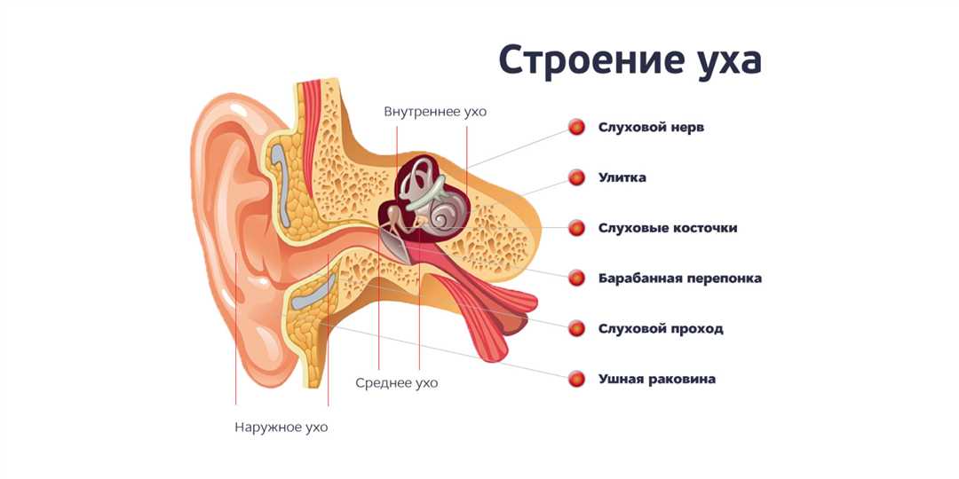 Лечение отита от насморка у взрослых — эффективные методы и рекомендации