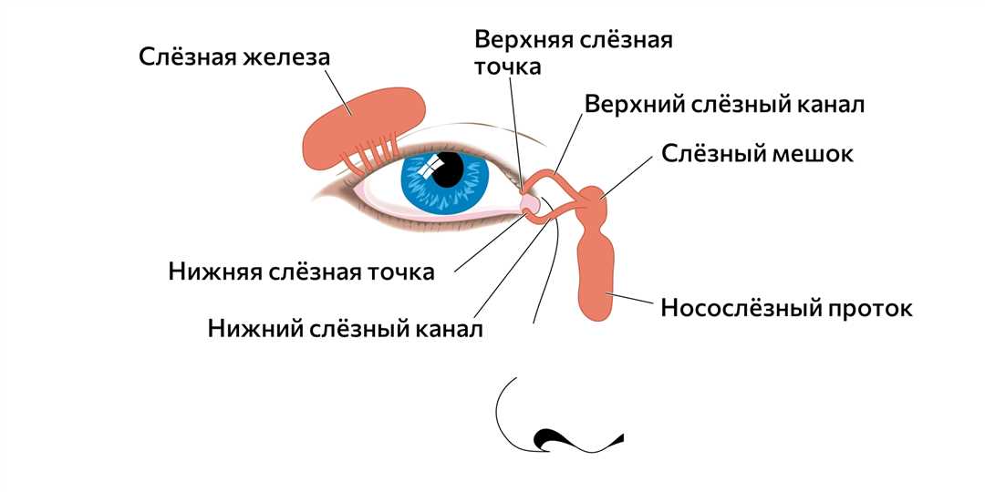 Развитие заболеваний пазух носа